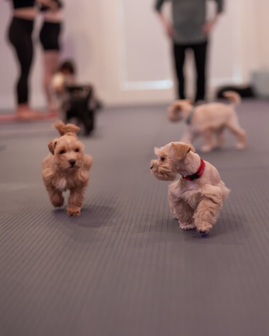 Two puppies trotting across the studio floor in the middle of class