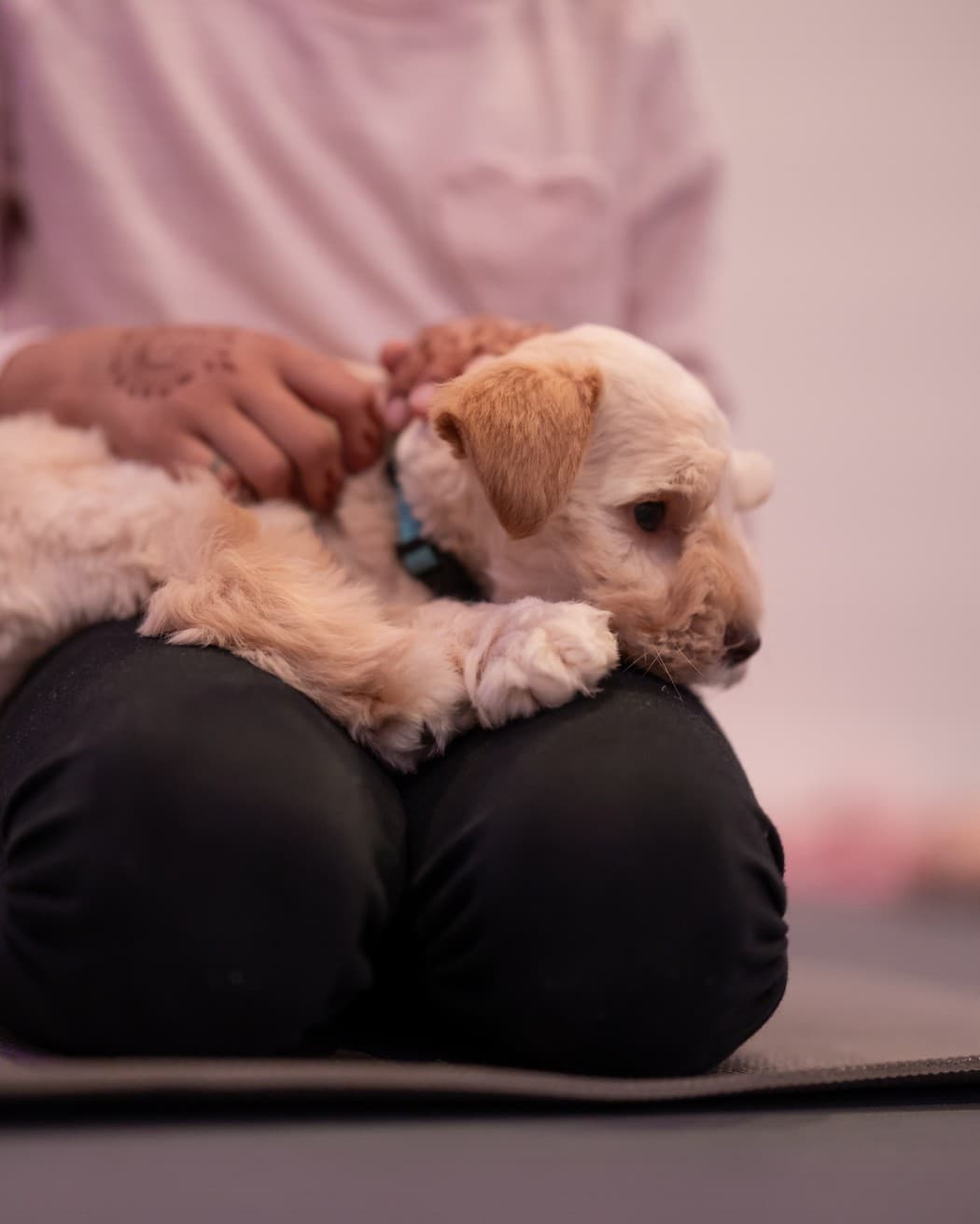 Two puppies settled on a student's lap while she scratches one behind the ear
