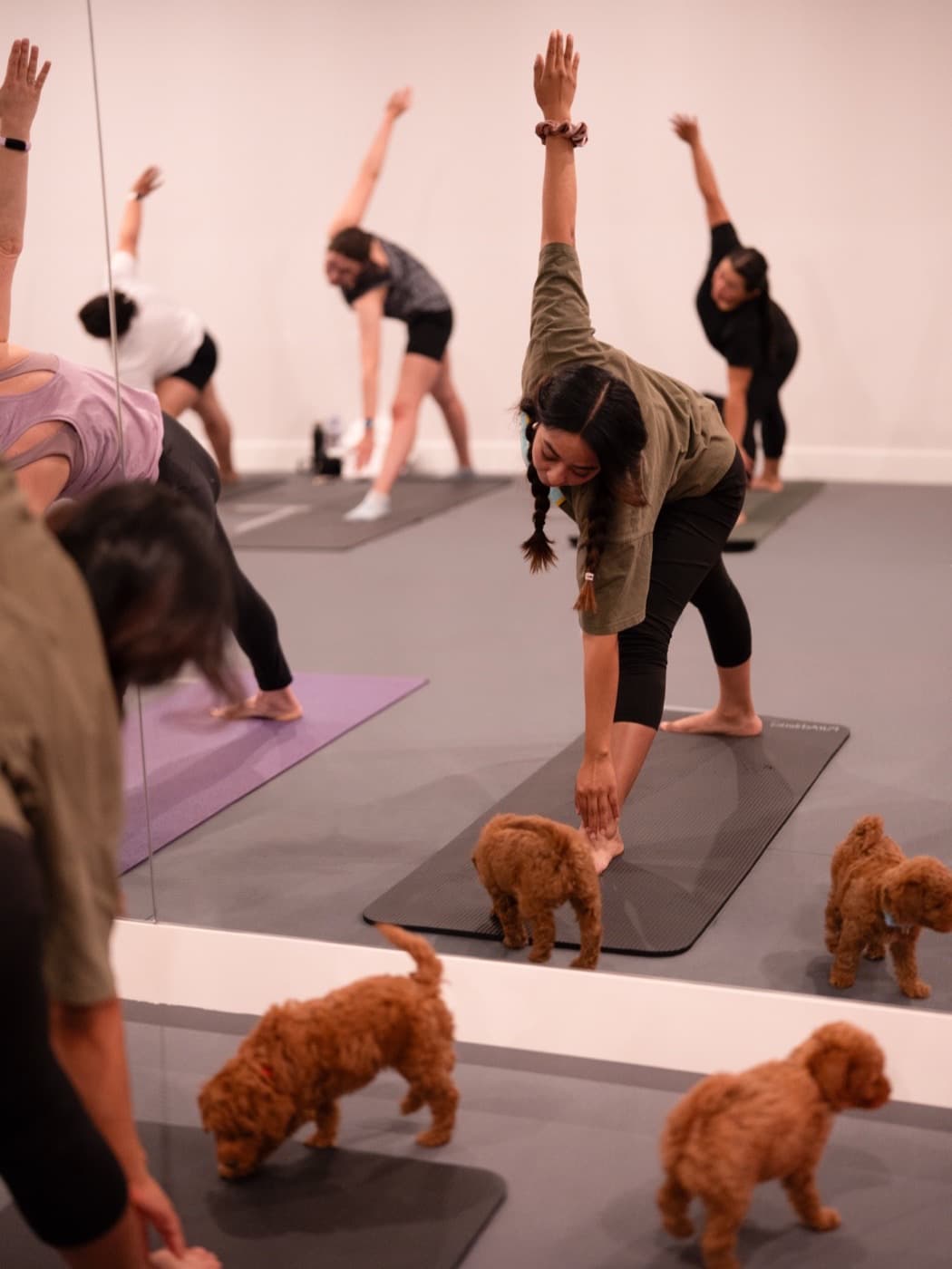 A class mid-flow in triangle pose while puppies wander between the mats
