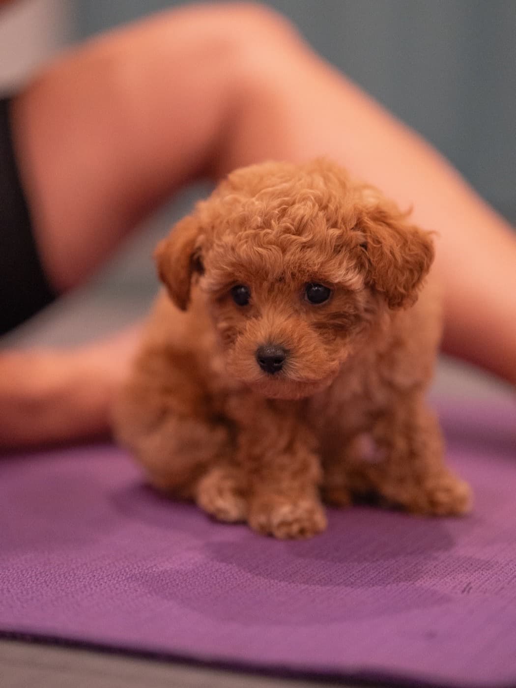 A tiny apricot puppy sitting on a purple yoga mat during class