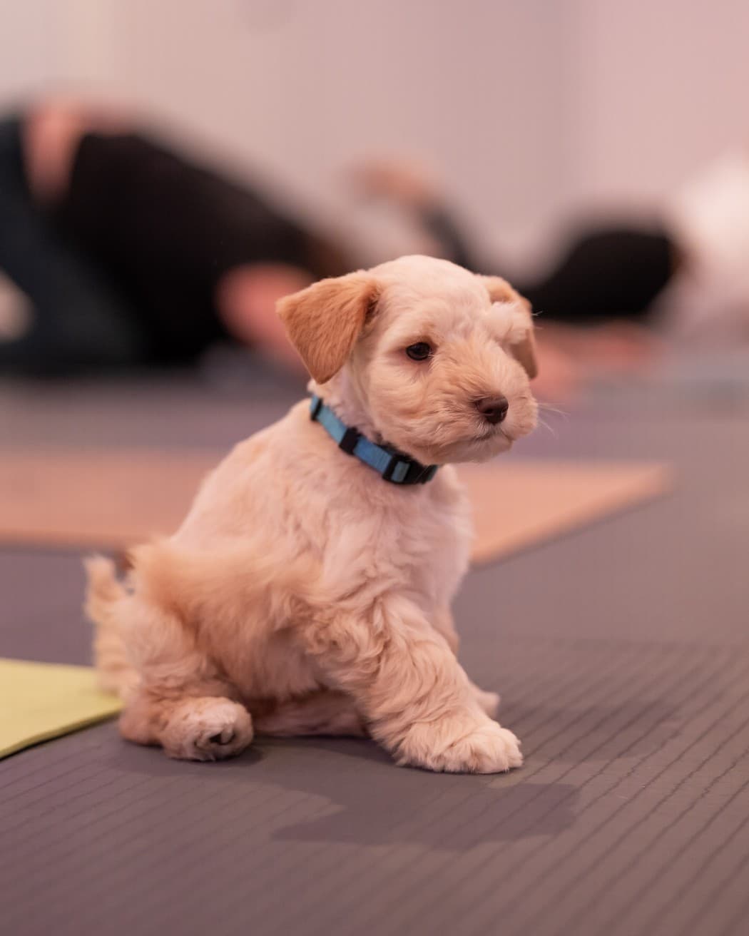 A cream schnauzer puppy sitting on the studio floor between the mats